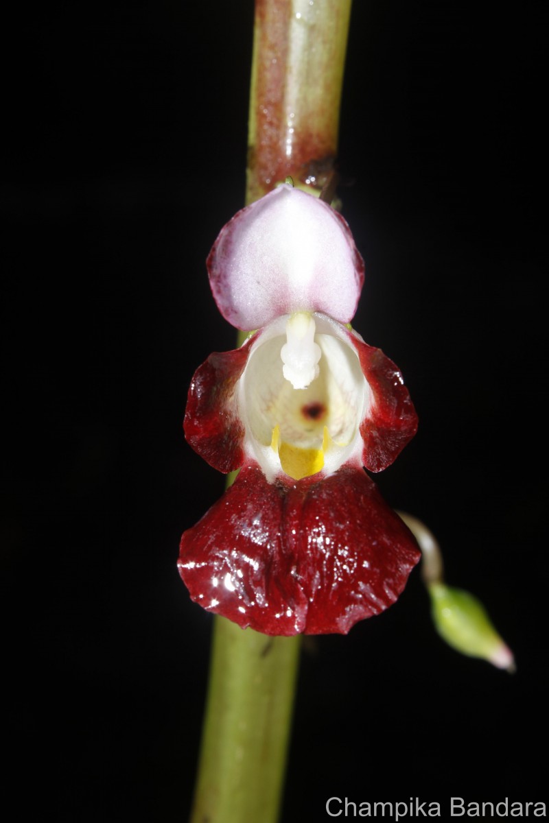 Impatiens taprobanica Hiern